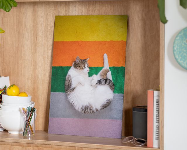 Stampa su alluminio con gatto su tappeto a righe arcobaleno.