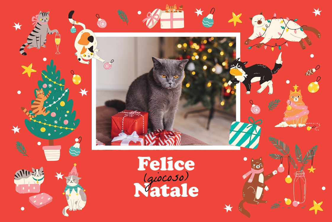 Biglietti — Gatto di Natale