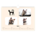Calendario fotografico A4 — Zampette di gatto e scarabocchi [Febbraio]
