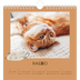Calendari quadrati — Gattino giocherellone [copertina]